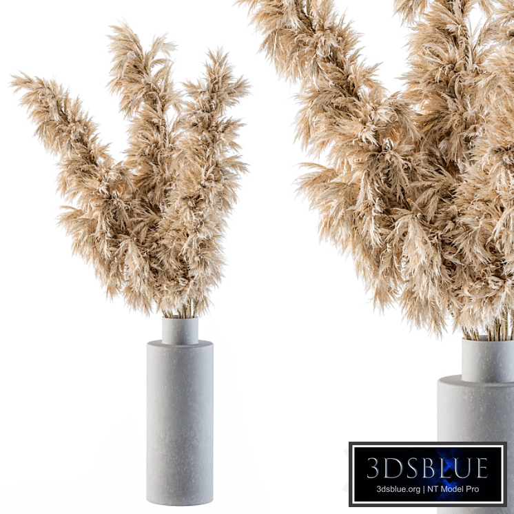 Dry plants 29 - Tall Pampas in Concrete Vase