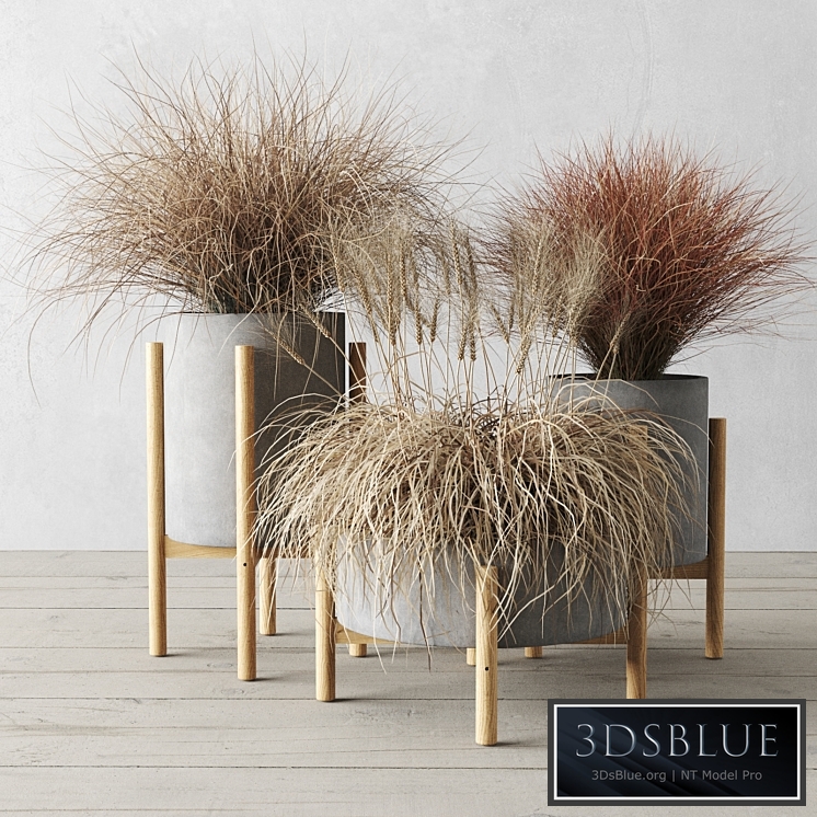 Sedge in concrete pots