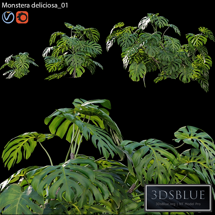 Monstera deliciosa 01