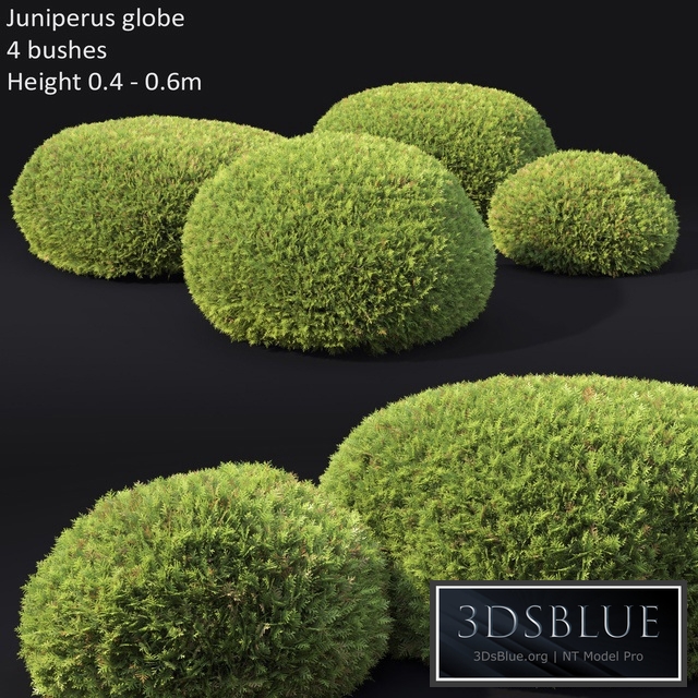 Juniperus Globe