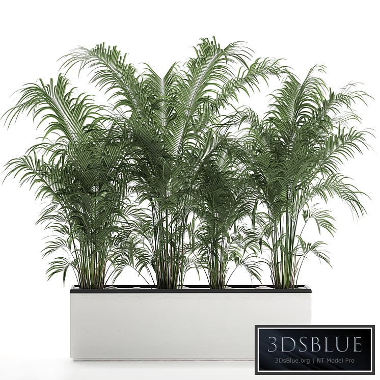 Plant decorative palm 691. thickets, palm tree, outdoor flowerpot, white pot, howea, bushes, thickets, Howea forsteriana