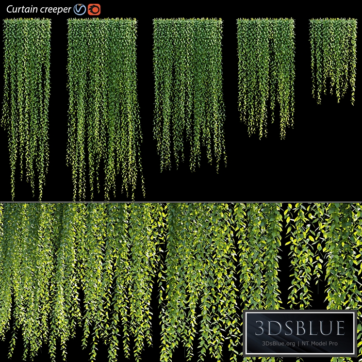 Vernonia Elliptica | Curtain creeper