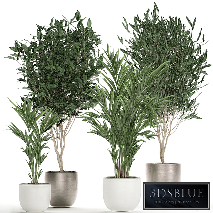 Plant collection 695. Ficus Binnendijka, Ficus Ali, tree, palm tree, white pot, Scandinavian style, luxury flowerpot, Ficus Alii