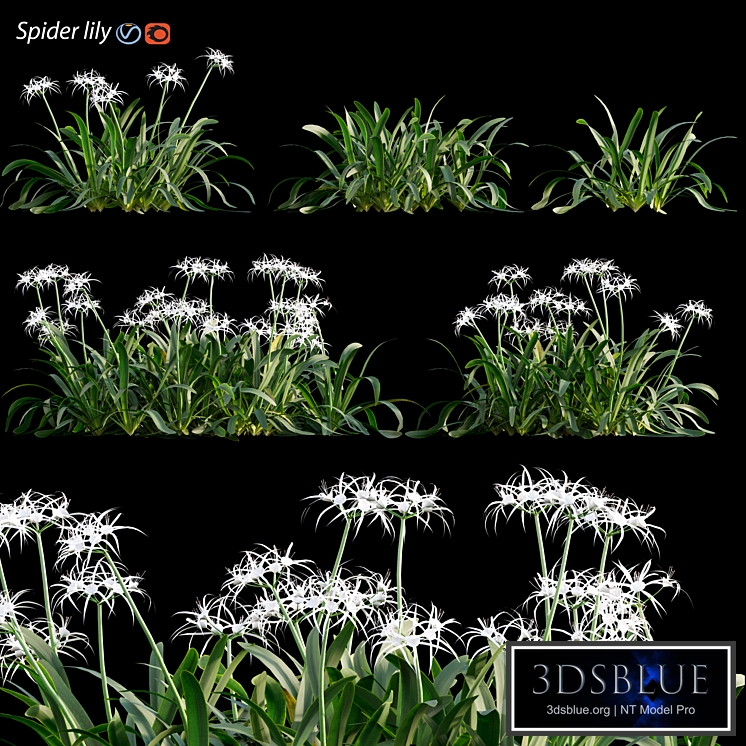 Hymenocallis americana -Spider lily