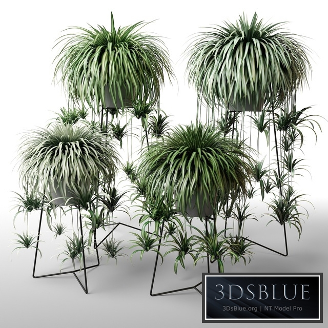 Indoor plants in floor planters