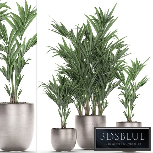 Plant collection 696. Howea, kentia, decorative palm tree, home, luxury pot, flowerpot, interior, Howea forsteriana