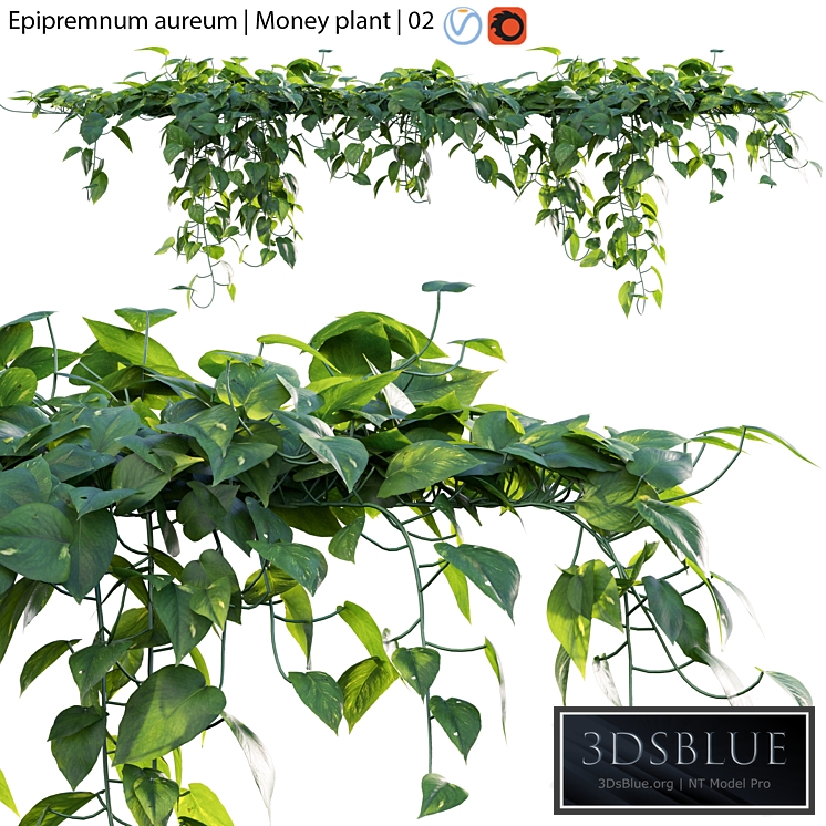 Epipremnum aureum - Money plant - 02