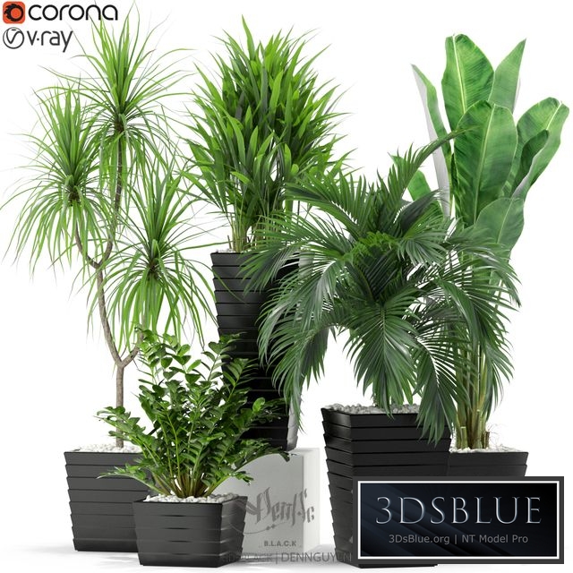 Plants collection 371