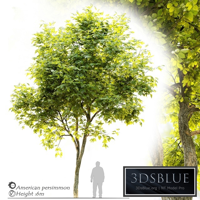 American persimmon (Diospyros virginiana)