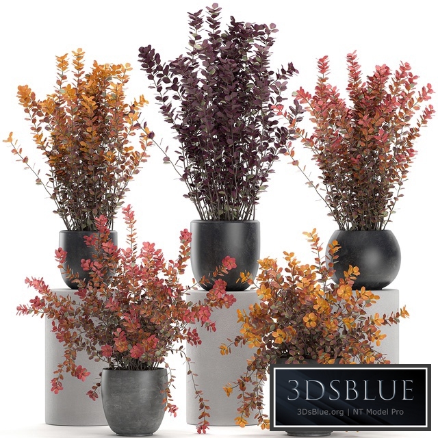 Plant collection 698. Barberry, bushes, garden, landscaping, outdoor flowerpot, autumn, dried flower, natural decor