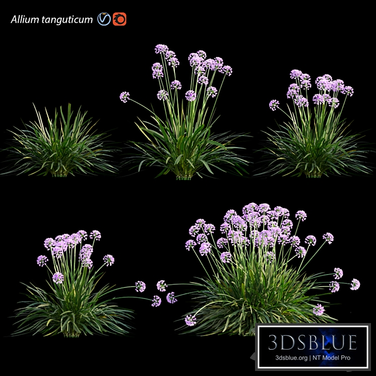 Allium tanguticum_03