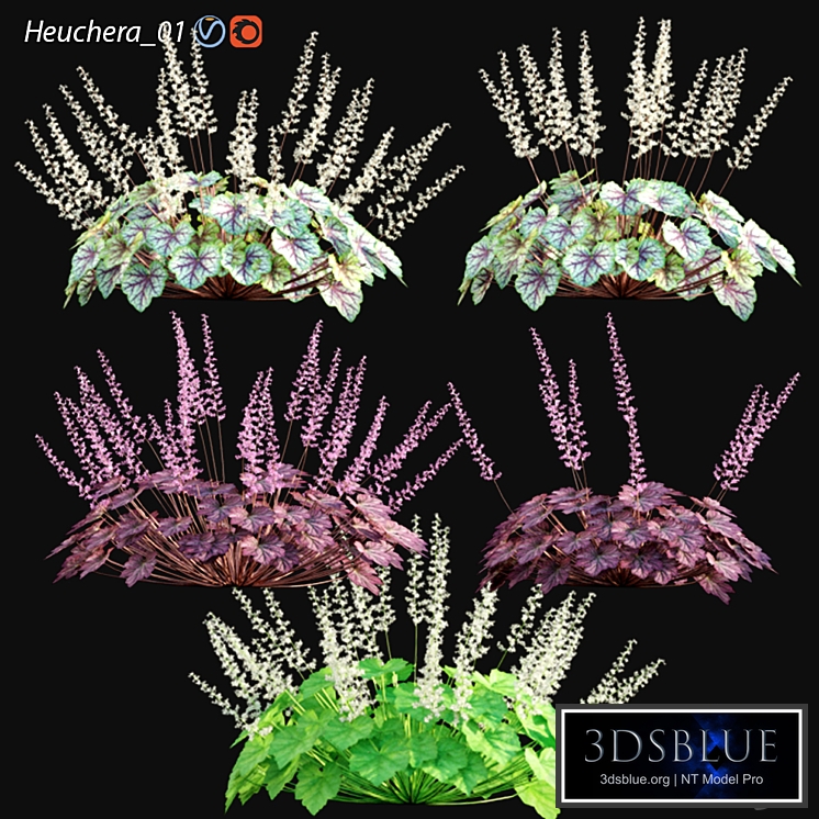 Heuchera - Coral Bells 01