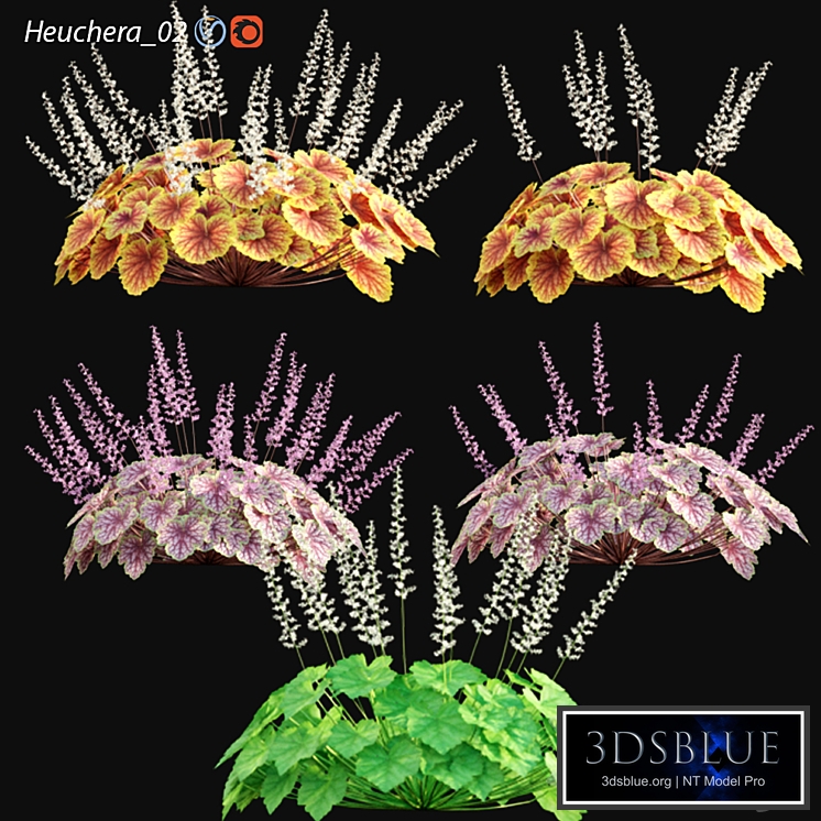 Heuchera - Coral Bells 02