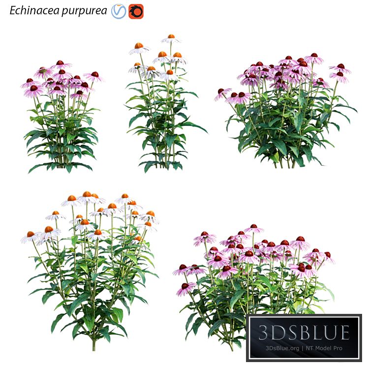 Echinacea purpurea - Coneflower