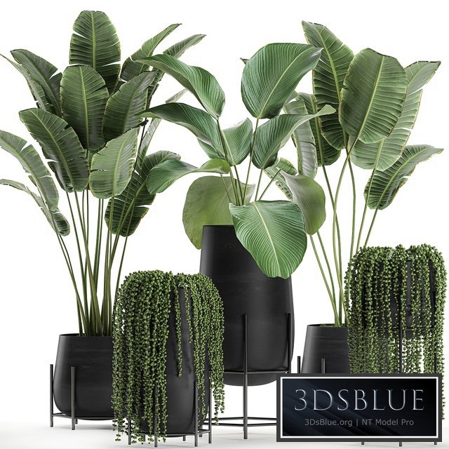 Plant collection 700. Banana, Calathea lutea, Strelitzia, Groundsel, Black flowerpot, Pot, Succulents, Hanging plants, Luxury flowerpot, Senecio rowleyanus, Pearls succulent