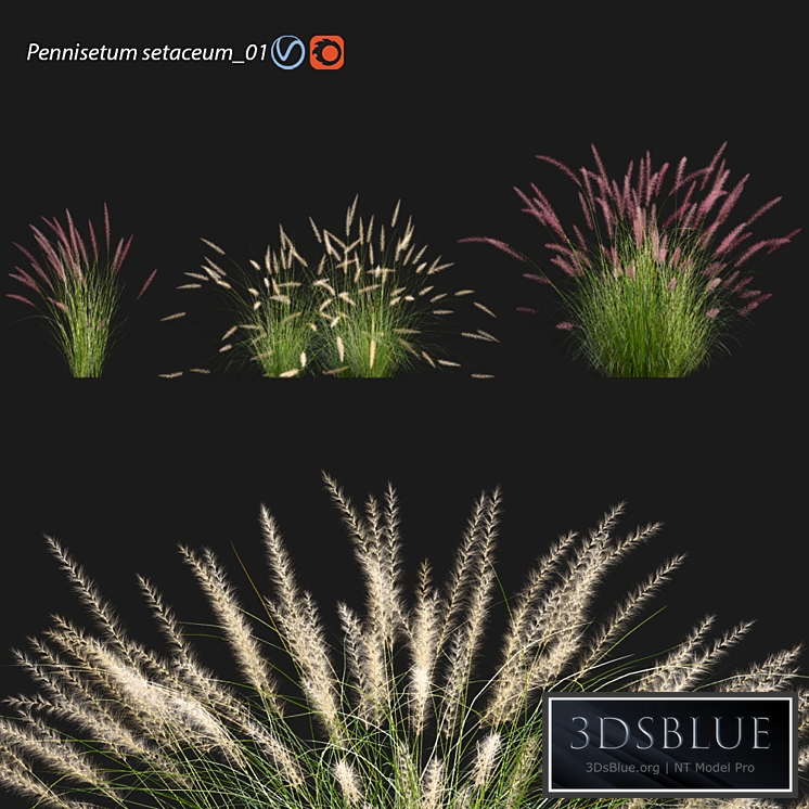Pennisetum setaceum_01