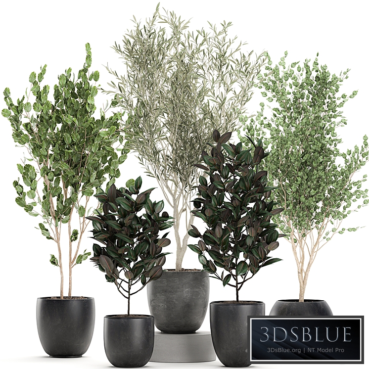 Plant collection 701. Olive, flowerpot, ficus, tree, pot, ficus abidjan, set, decorative