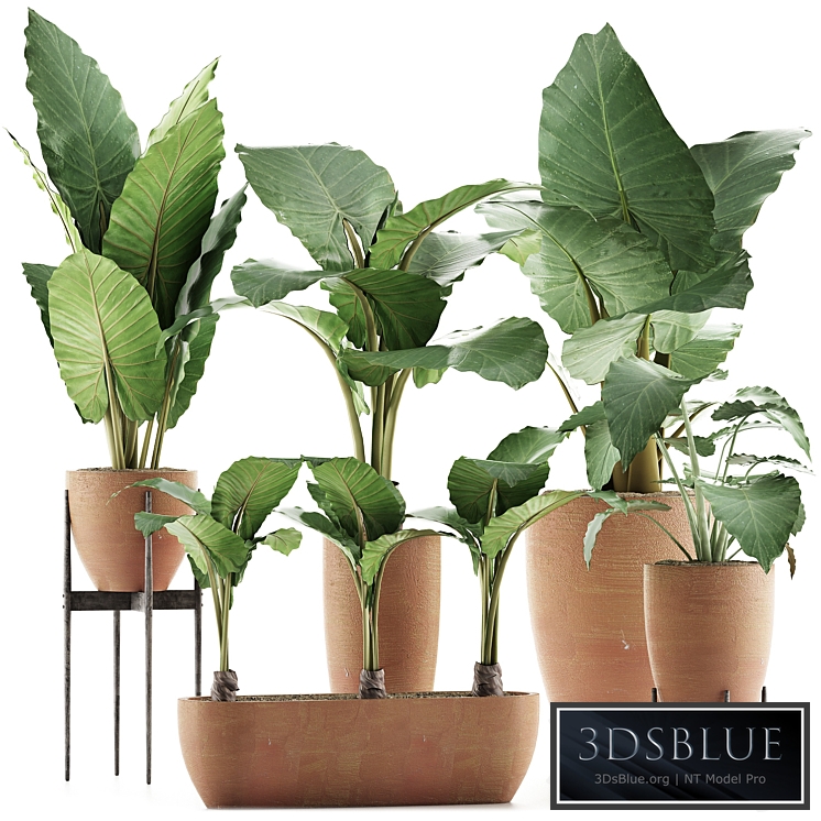 Plants Collection 31