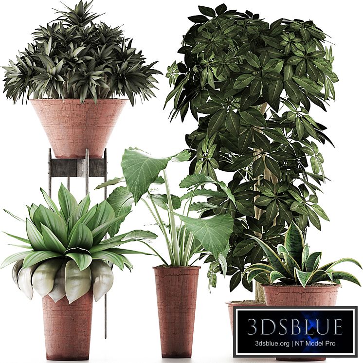 Plants Collection 35