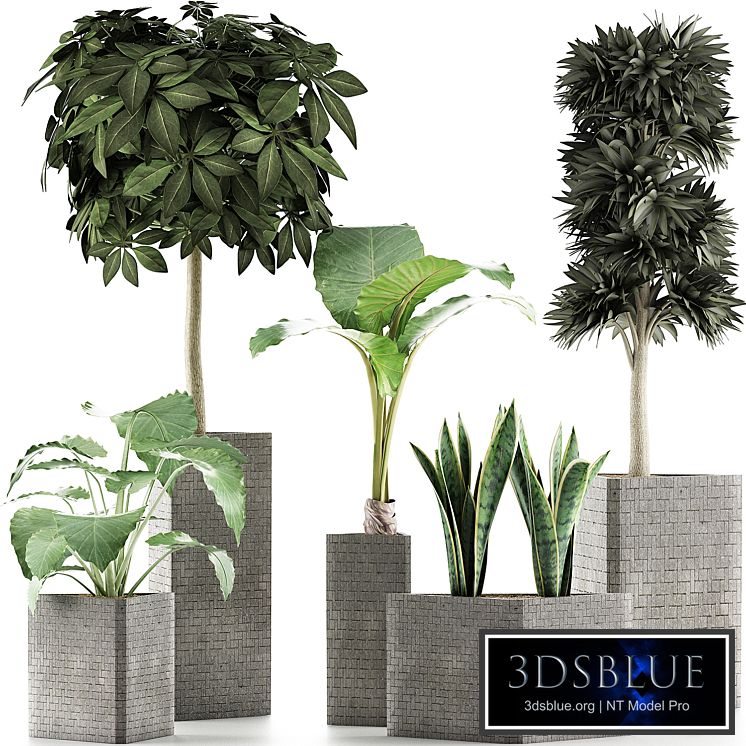 Plants Collection 39