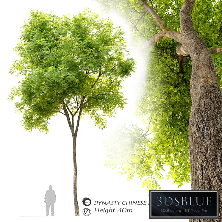 Ulmus parvifolia dynasty (Dynasty chinese elm)