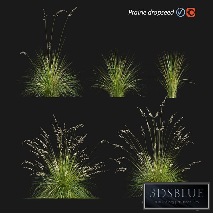 Prairie dropseed | Sporobolus heterolepis
