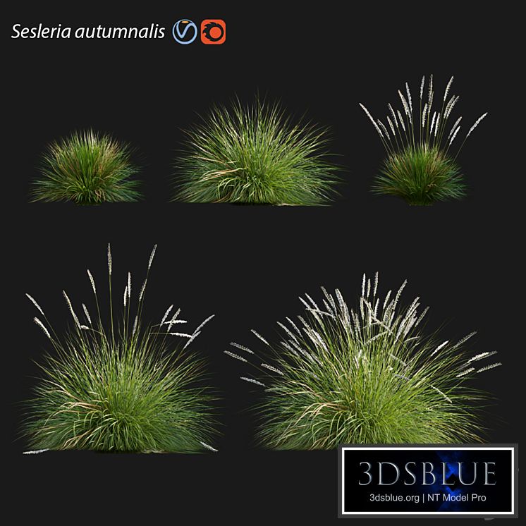 Sesleria autumnalis | Autumn moor grass