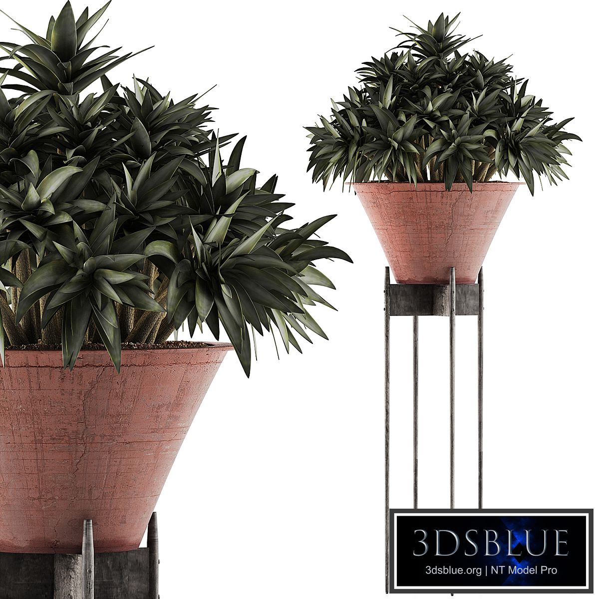 Plants Collection 49