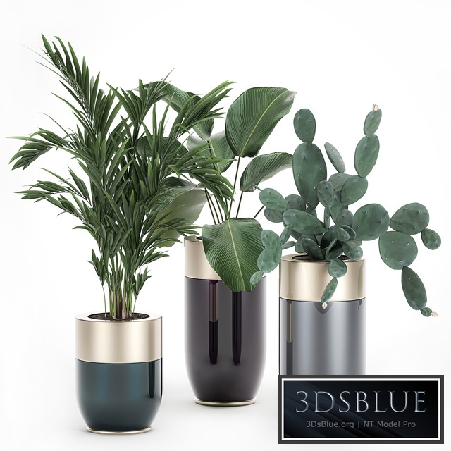 Plant collection 704. Palm tree, cactus, flowerpot, Godwin Longhi, calathea, hovea, Prickly pear, luxury pot, interior, Howea forsteriana