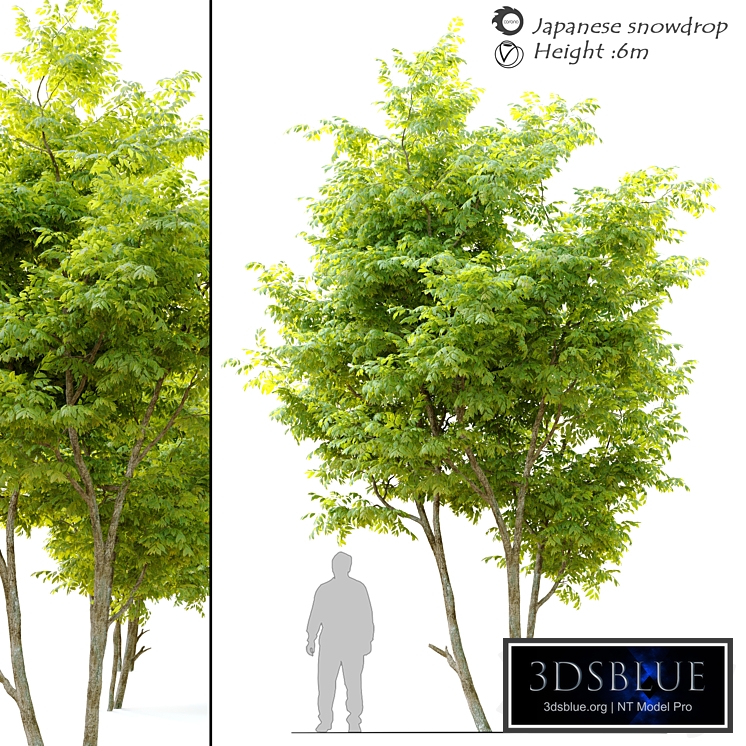 Japanese snowdrop (Styrax japonicus)