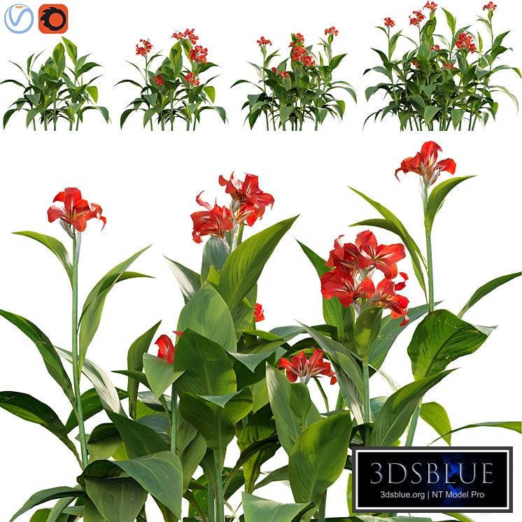 Canna - canna lily-02