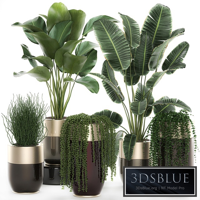 Plant collection 706. Godwin Longhi , Banana, Calathea, Ragwort, Flowerpot, Pot, Hanging Plants, Strelitzia, Succulents, Luxury Pot, Senecio rowleyanus, Pearls succulent