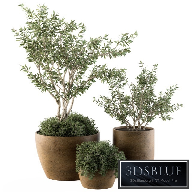 Outdoor Plants Olive - Set 79