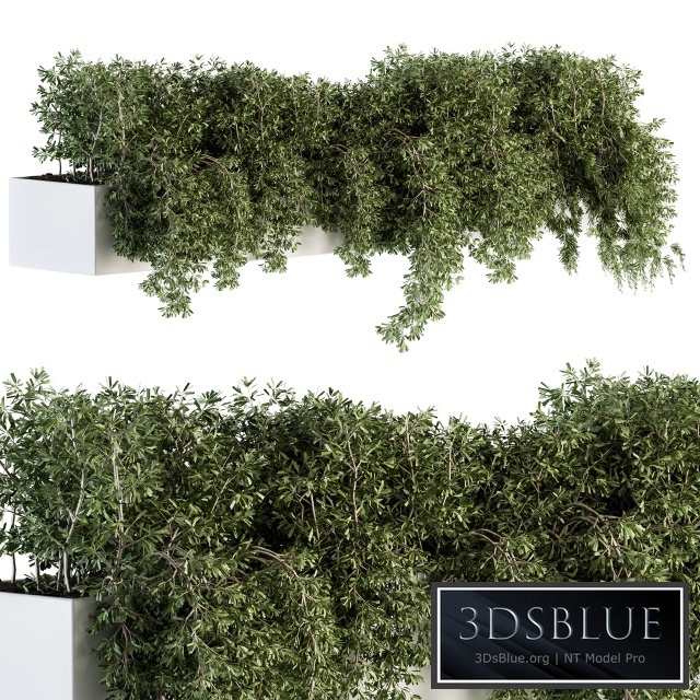 ivy plants in box - Outdoor Set 80