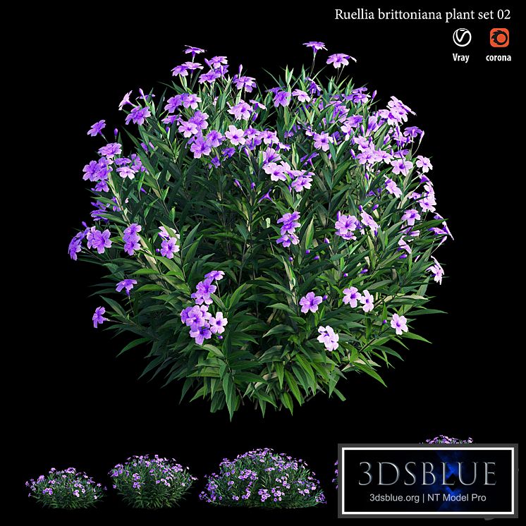 Ruellia brittoniana plant set 02