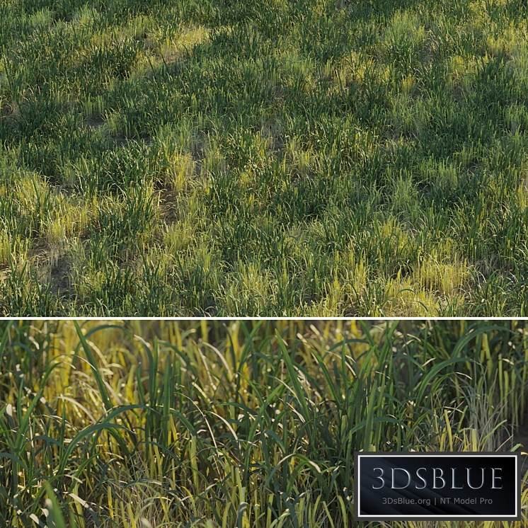 Uncut forest grass collection 03