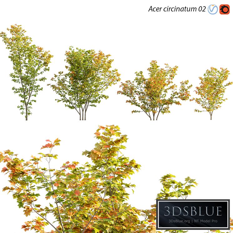 Acer circinatum | Vine Maple 02