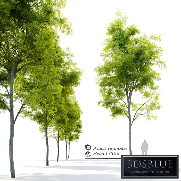 Acacia retinodes (water wattle)