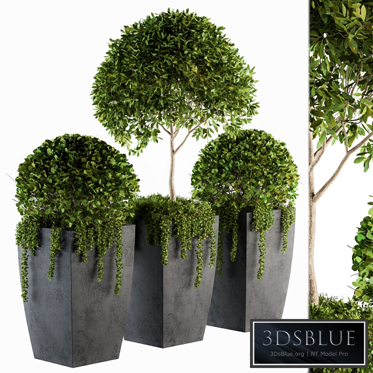 Outdoor Plants Round Topiary Tree - Set 75