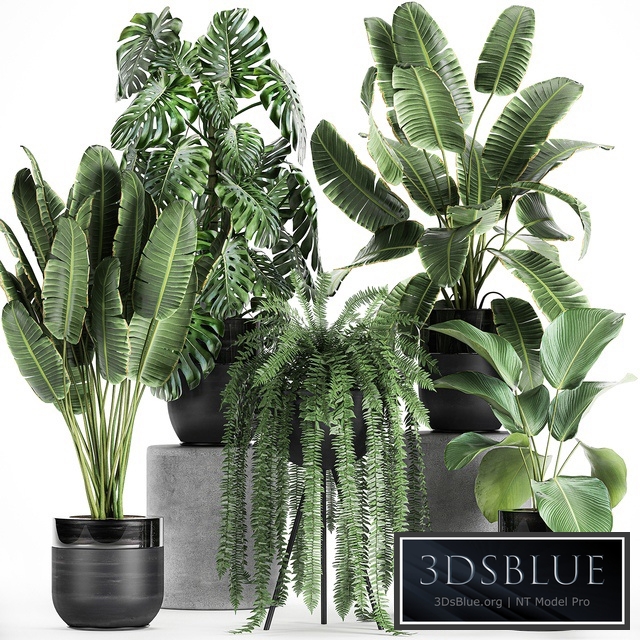 Plant collection 710. Monstera, banana, palm tree, strelitzia, fern, calathea, pot, flowerpot, loft, luxury decor, plants