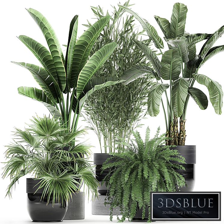 Plant collection 711. Bamboo, banana, fan palm, fern, strelitzia, black pot, flowerpot