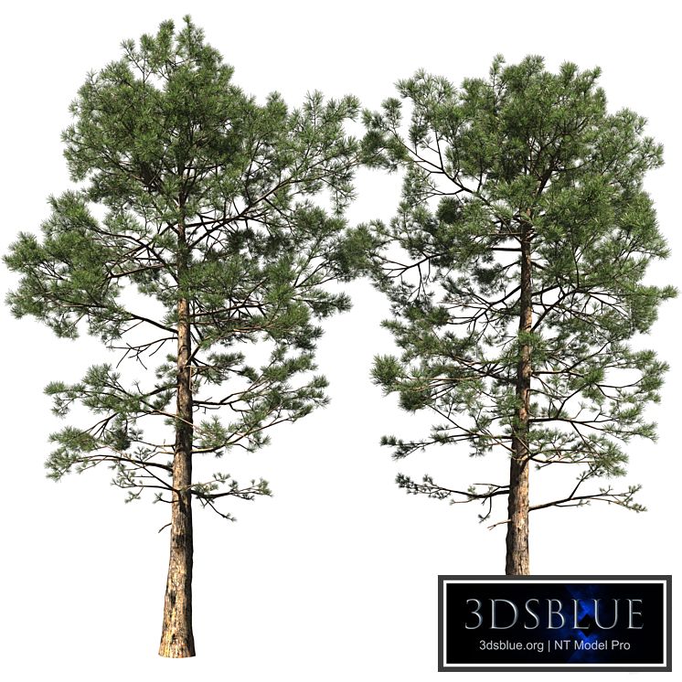 Pine | Pinus # 002 (16.5m)