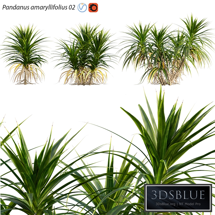 Pandanus amaryllifolius | Pandan leaves | Edible pandan 02