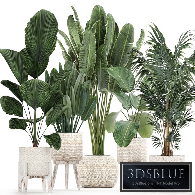 Plant collection 713. White basket, rattan, flowerpot, Banana, palm tree, howea, Likuala, calathea, indoor plants, Howea forsteriana, interior, Scandinavian style, eco design