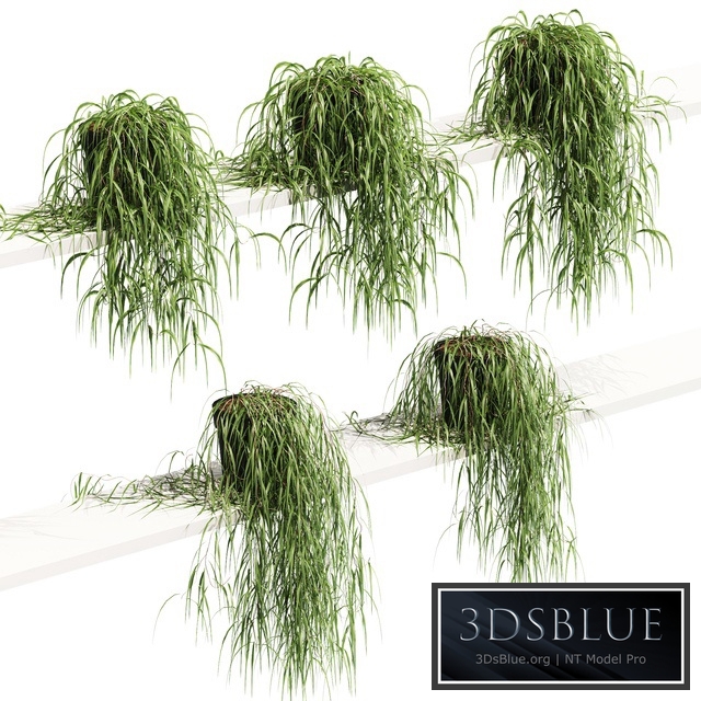 Hanging potted plant on the shelf. 5 models