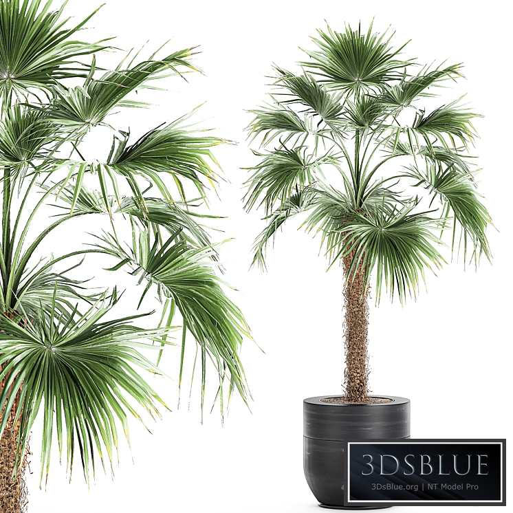 Plant fan palm 714. Palm tree, flowerpot, outdoor flowerpot, pot, office, interior, decorative