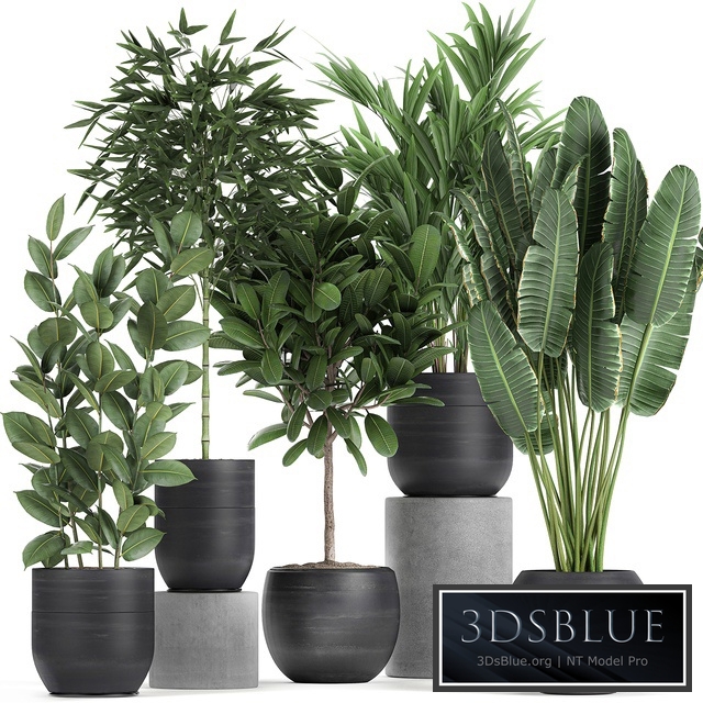 Plant collection 715. Bamboo, ficus, palm, banana, black pot, plumeria, bush, exotic plants