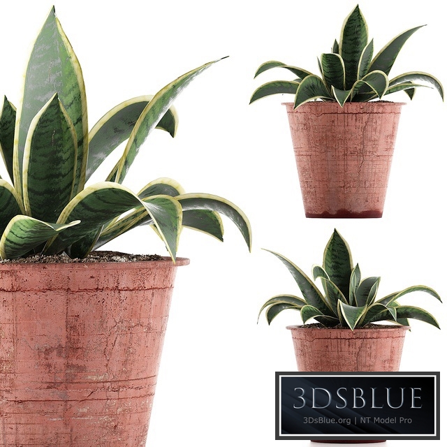 Plant collection 105 Agave