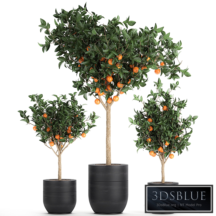 Plant Orange tree 718. orange, fruit, black pot, outdoor flowerpot, garden trees