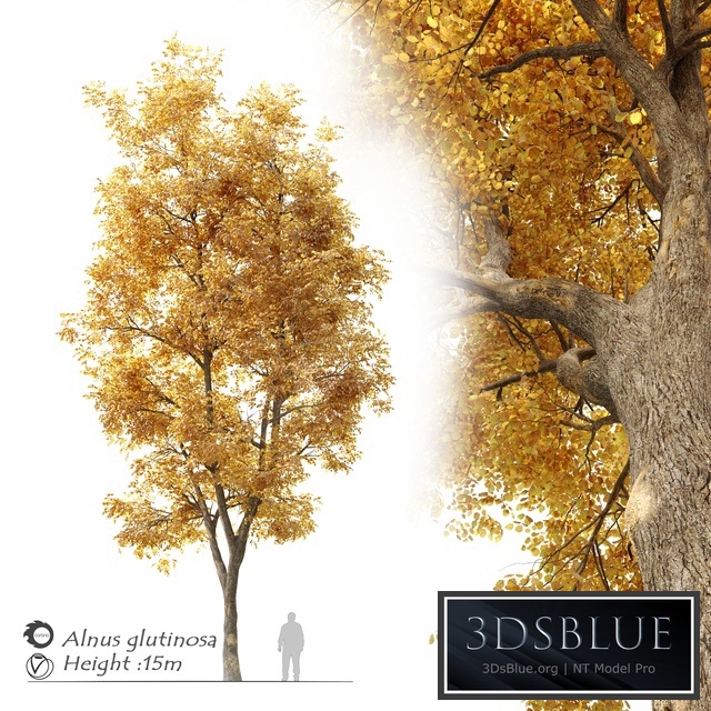 Alnus glutinosa (black alder)